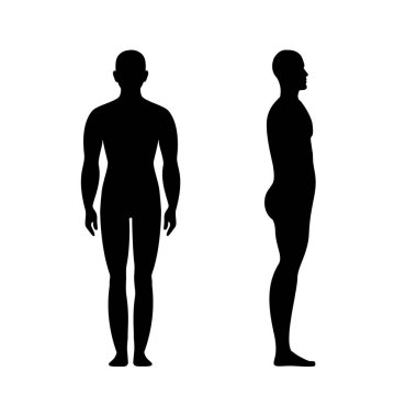 Erkek anatomisi insan ön ve yan görünüşü vücut silueti