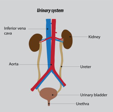 İnsan idrar sisteminin organizasyonu. Böbrek anatomisi. İdrar sistemi vektör çizimi. 