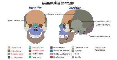 İnsan kafatasının ön ve yan görüntüsünün vektör çizimi. İnsan kafatasının etiketli vektör yapısı. Kafatası anatomisi. kafatası kemikleri ve yüz kemikleri etiketli diyagram