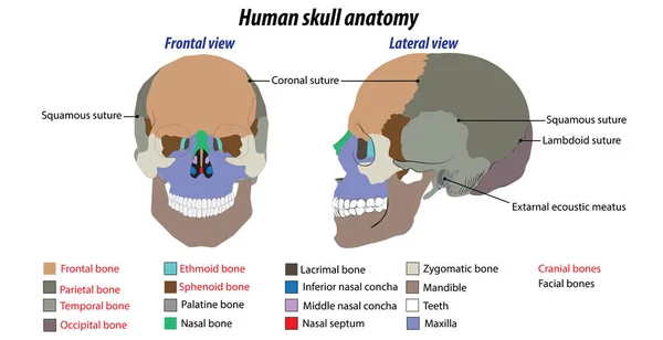 Dibujo Vectorial Vista Frontal Lateral Del Cráneo Humano Estructura Vectorial — Vector de stock