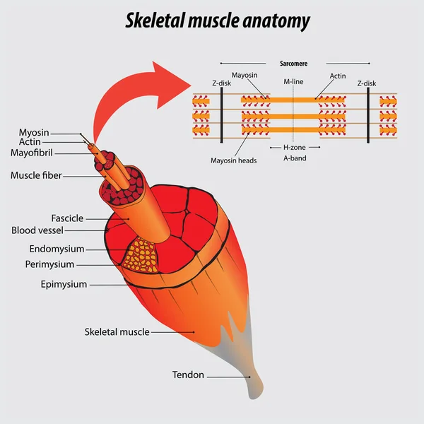 Estructura Del Músculo Dibujo Ilustración Vectores Anatomía Muscular Esquelética Etiquetada — Vector de stock