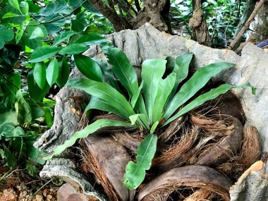 Taze yetişen yeşil renkli kuş yuvası eğreltiotu manzarası fotoğrafı. güzel