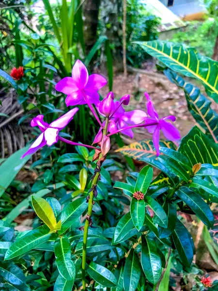 Красивий Фіолетовий Колір Орхідеї Квітковий Зовнішній Образ Природна Квітка Садівництва — стокове фото