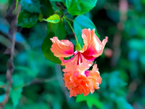 Beautiful Orange Color Natural Hibiscus Flower Its Green Leaves House — Stock Photo, Image