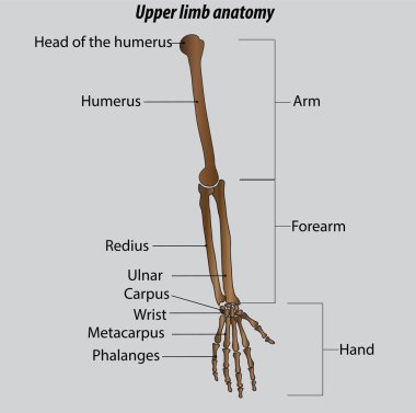Kol ön kol ve el kemikleri izole edilmiş vektör çizimi kol kemikleri etiketli diyagram