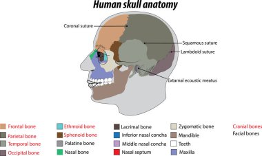 İnsan kafatasının vektör çizimi insan kafatasının etiketli vektör yapısı. Kafatası anatomisi. kafatası kemikleri ve yüz kemikleri etiketli diyagram