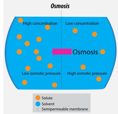 Çözücü moleküllerin Osmosis 'in vektör çizimi yarı geçirgen bir membran aracılığıyla çözücü konsantrasyon gradyanı aracılığıyla