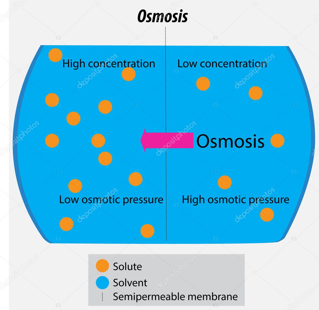 vector illustration drawing of Osmosis of solvent molecules through the concentration gradient of solvent through a semipermeable membrane