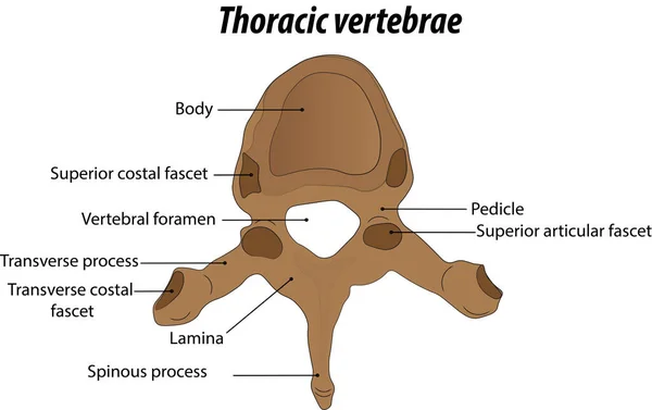 Vértebras Torácicas Partes Anatomía Las Vértebras Torácicas Etiquetado Diagrama Vector — Vector de stock