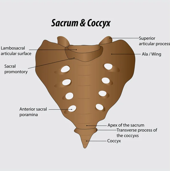 Sacrum Coccyx Labeled Diagram Vector Illustration Drawing Pelvic Area Anatomy — Vector de stock