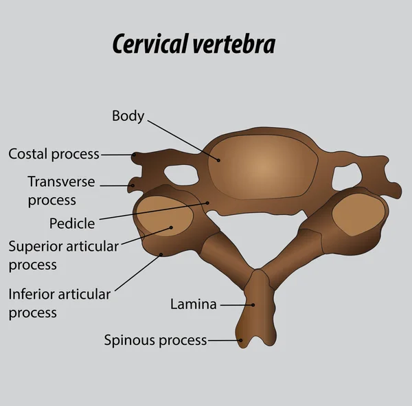 Vertebre Cervicali Della Colonna Vertebrale Etichettate Diagramma Con Strati Illustrazione — Vettoriale Stock