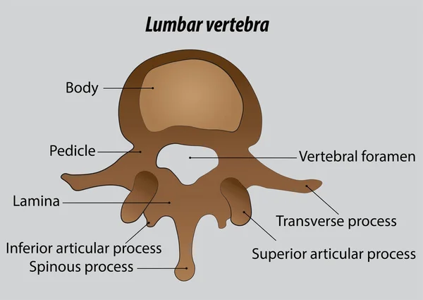 Lumbar Wervel Gelabeld Vector Tekening Illustraties Met Lagen — Stockvector