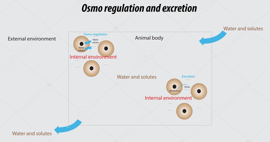 Human osmotic regulation and excretion vector drawing illustration labeled diagram