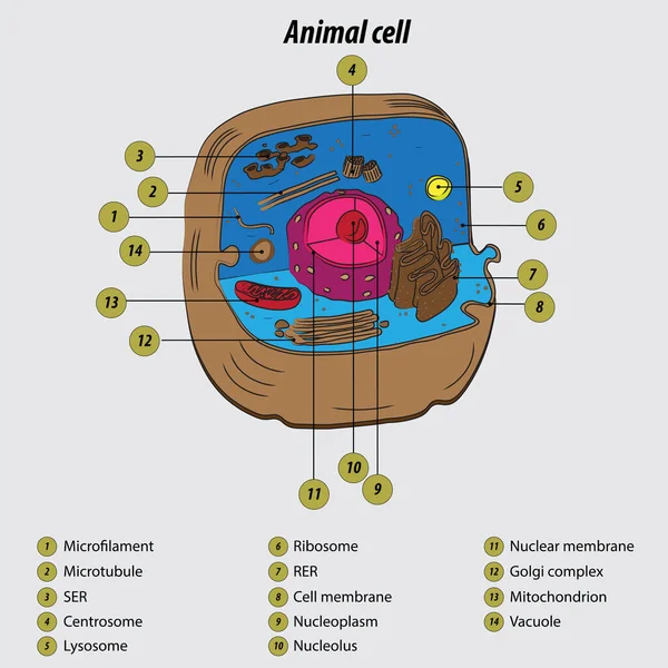 Célula Animal Etiquetado Diagrama Vector Ilustración Dibujo Con Capas — Vector de stock