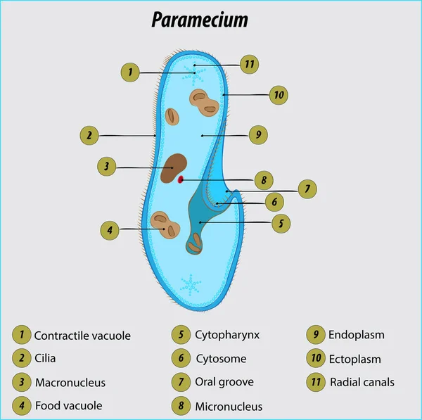 Paramecium Etiquetado Diagrama Vector Ilustración Dibujo — Vector de stock