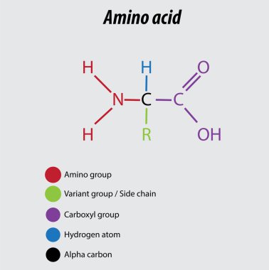 Amino asit etiketli diyagram vektör çizimi biyokimya amino grubu gösterilmektedir