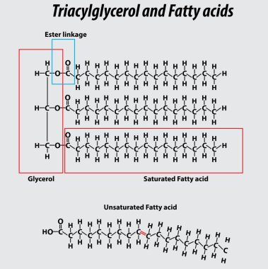 Triglyceride structure fatty acids saturated fatty acids unsaturated fatty acids glycerol vector structure drawing illustration