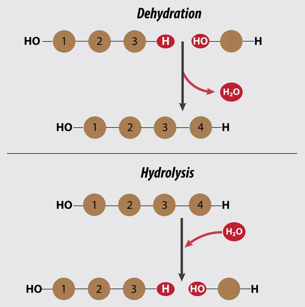 Dehydration Hydrolysis Reactions Mnemonic Vector Illustration Drawing Layers Condensation Reaction — Vector de stock