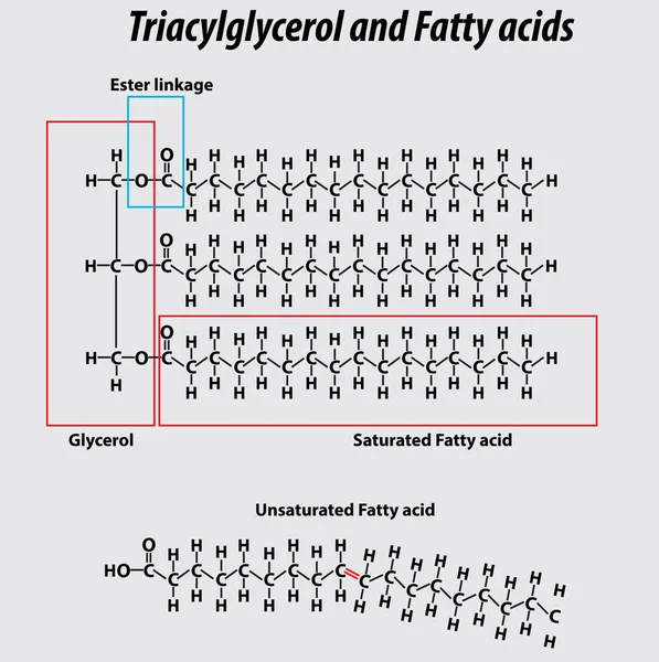 Triglyceride Structure Fatty Acids Saturated Fatty Acids Unsaturated Fatty Acids — Vector de stock