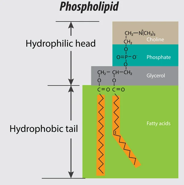 Phospholipid Structure Backbone Vector Labeled Properly Choline Group Phosphate Glycerol — Vector de stock