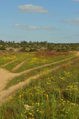 Namaqualand 'ın çiçekleri arasında bir yol ayrımı hangi yöne gideceğine dair bir karar verir.