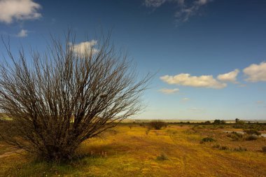 Kuru bir kış çalısı manzaradaki sayısız küçük sarı Namaqua çiçeklerini gölgeliyor.