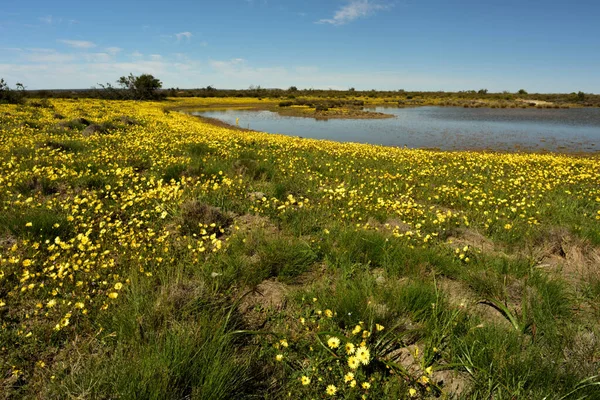 Natural Lake Surrounded Bright Yellow Namaqualand Flowers Blue Sky Dotted — Stock Photo, Image