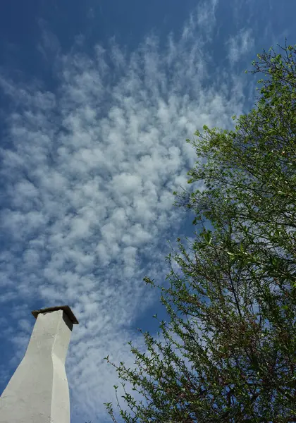 Camino Robusto Albero Verde Contro Cielo Blu Nuvole Modellate — Foto Stock