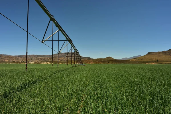 Een Centraal Irrigatiesysteem Een Veelbelovend Uienveld Het Koue Bokkeveld West Rechtenvrije Stockfoto's