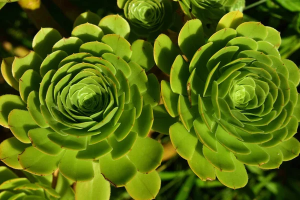 Lezzetli Aeonium, güzel yaprakları ile tanınır. Çekici bir rosette yetişen yapraklarla.
