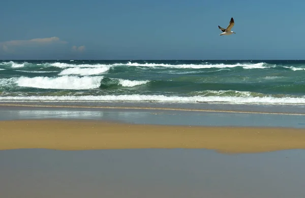 Une Mouette Survolant Plage Marée Basse Avec Mer Les Vagues — Photo