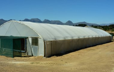 Güney Afrika 'daki Batı Burnu' nda bir tünel aynı anda 50.000 adet kök üretebiliyor.