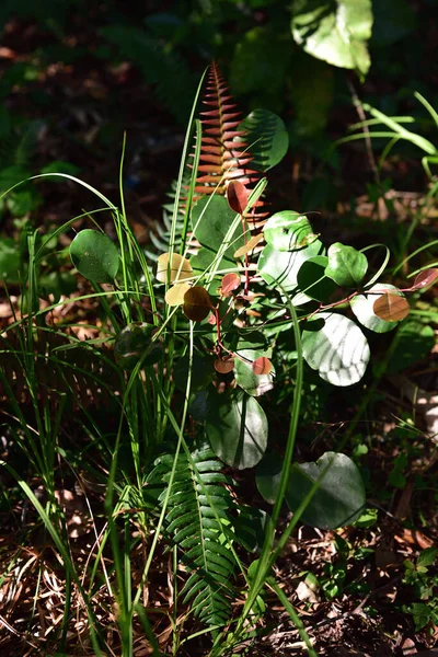 아프리카 원주민 양치식물 잎사귀들의 꽃다발 — 스톡 사진
