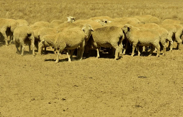 A herd of merino sheep milling around in a dusty dry grass field  in the Western Cape of Southern Africa