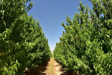 Meyve bahçesindeki sıra sıra elma ağaçlarının hasat sonrası giderek azalan perspektifi