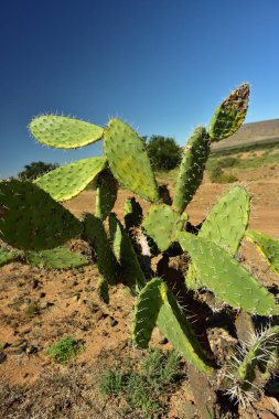 Karoo 'nun mavi gökyüzüne karşı dikenli bir armut.