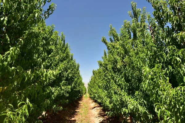 A diminishing perspective of rows of apple trees in an orchard just after harvesting