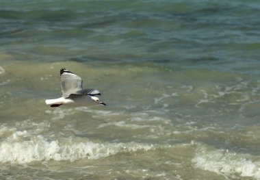A seagull flying low over the small low-tide waves in Saldanha Bay