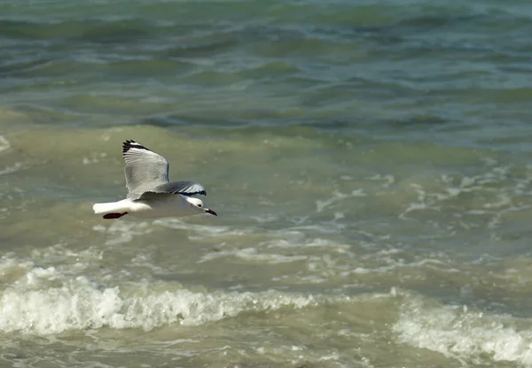 Seagull Flying Low Small Low Tide Waves Saldanha Bay — Fotografia de Stock