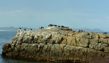 Güney Afrika 'nın batısındaki Hermanus Burnu yakınlarındaki bir kayanın üzerindeki karabataklar.