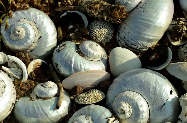 Alikreukels Periwinkles Gigantes Son Caracoles Mar Con Una Cáscara Espiral — Foto de Stock