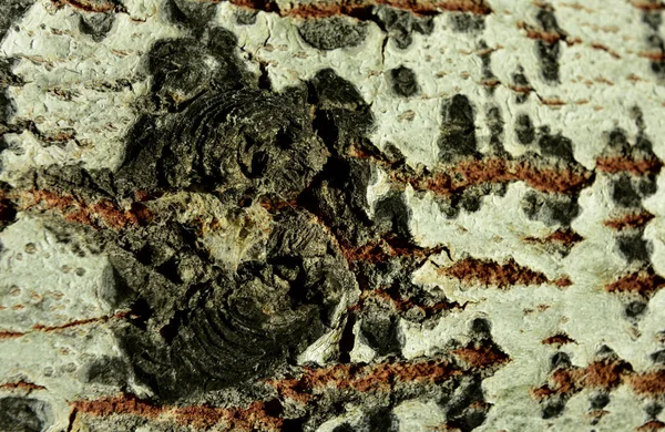 Close-up on a gnarly tree trunk revealing artistic patterns and colours