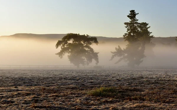 Vroege Morgen Mist Bewolkt Twee Griezelige Uitziende Pijnbomen Een Bevroren — Stockfoto