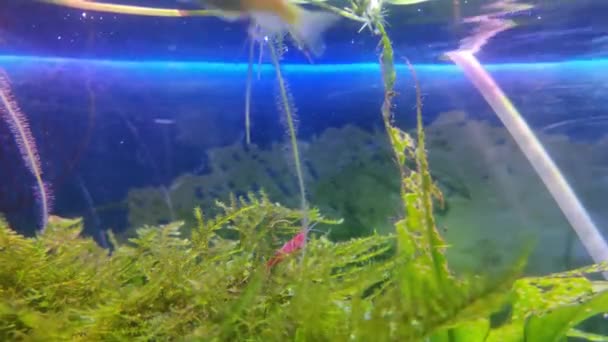 Rote Zuggarnelen Weiden Auf Einem Weihnachtsmoos Einem Nano Aquarium — Stockvideo