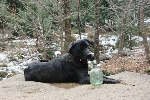 Kalın kürklü, kara köpek kameraya bakıyor.