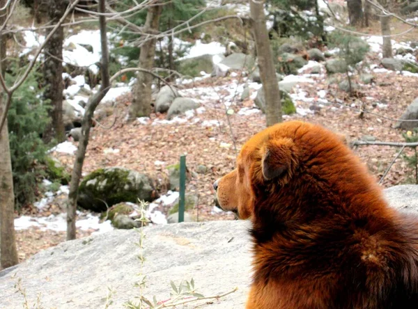 Altın kahverengi köpek, kalın kürklü, aşırı soğuk.