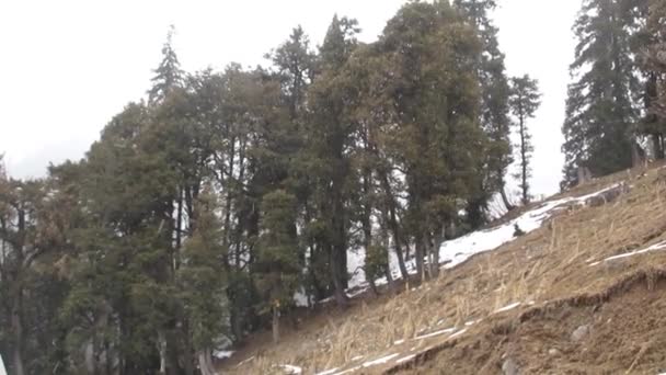 Slow Motion Snowfall Solang Valley Himachal Pradesh — Stock Video
