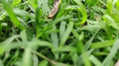 Feroz Shah Kotla ya da Kotla, Feroz Shah Tughlaq tarafından Delhi 'nin Firozabad adı verilen kendi versiyonuna ev sahipliği yapmak için inşa edilmiş bir kaledir..