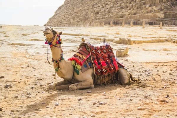 Camel Background Pyramids Pharaohs Cheops Khafren Mikerin Giza Egypt — Stock Photo, Image