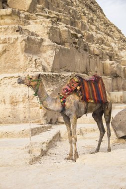 Mısır 'ın Giza şehrinde firavun Keops, Khafren ve Mikerin piramitlerinin arka planına karşı deve.